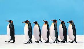 Photo of penguin leading other penguins in a row