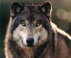 Wolf Profiles