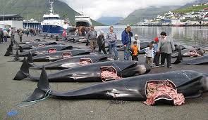 Whale Wars: Viking shores Images?q=tbn:ANd9GcRRrtANnpT4uH59F_Dpq5ONKBnGafHgZ0FLXIOwV_cxkvuCrijWBQ