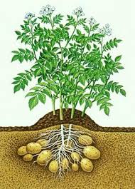 Как вырастить ранний картофель?