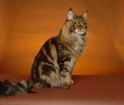 Le Maine Coon Images?q=tbn:ANd9GcRctOpJdSvGkmjH7GZrFf96uVruvYI7TzUiFh5Bu8pHxazFkmpB