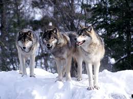 Wolf Ranks