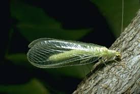 Green Lacewing 