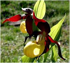 las orquideas