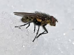 I WAS UNABLE TO GET A PHOTO OF BOBBIE SUE, BUT SHE LOOKED A LOT LIKE THIS FLY, EXCEPT BOBBIE SUE WAS THINNER AND WORE HER ANTENNAE A LITTLE LONGER. AND SHE WASNT HIKING THROUGH THE ICE.